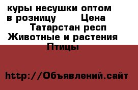 куры несушки.оптом 170 в розницу 200 › Цена ­ 200 - Татарстан респ. Животные и растения » Птицы   